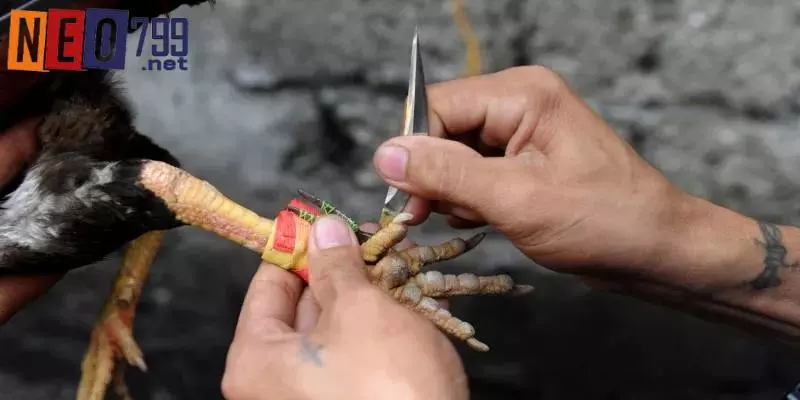 Những đặc điểm riêng biệt của loại hình này