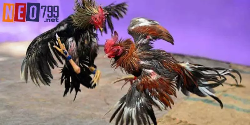 Đá Gà Thomo - Loại Hình Mới Kịch Tính Tại NEO79 2 Vì sao cái tên đá gà Thomo lại xuất hiện?