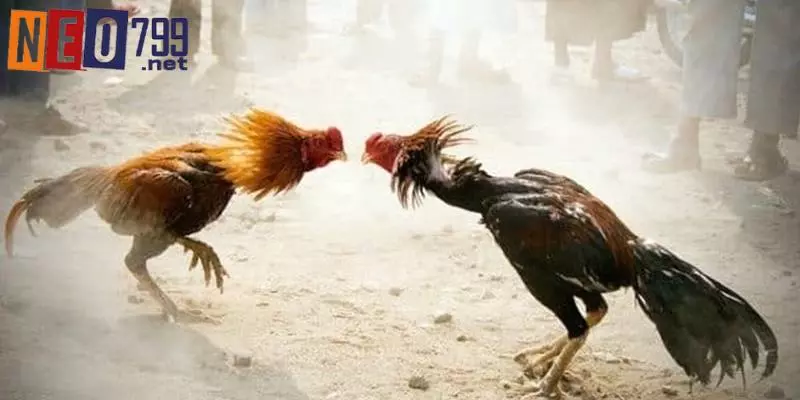 Đá Gà Thomo - Loại Hình Mới Kịch Tính Tại NEO79 3 Hệ thống kèo ngon, update mới