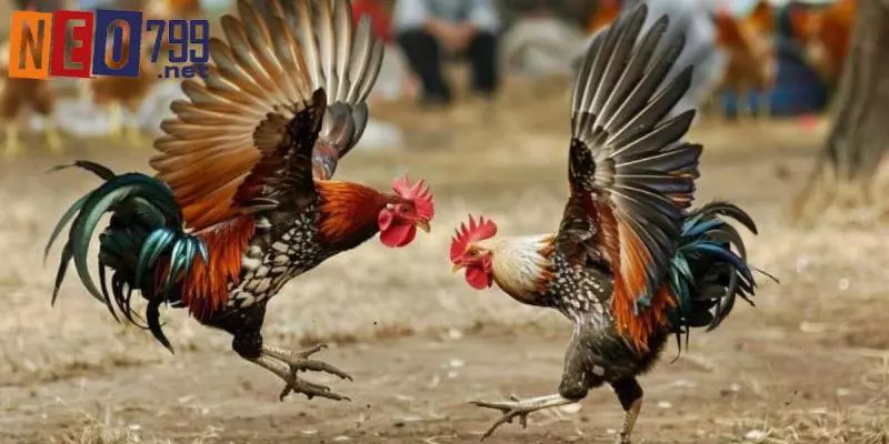 Đá Gà Tre NEO79 – Trải Nghiệm Mới Với Trò Chơi Truyền Thống 2 Khái quát chung về hình thức đá gà tre