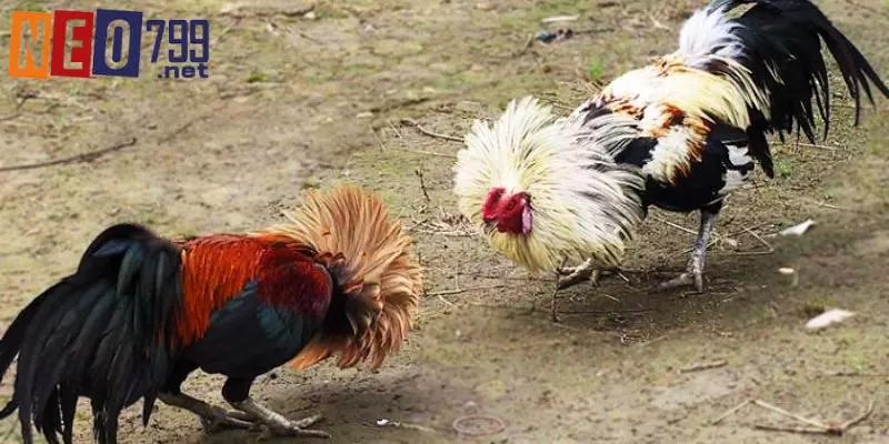 Đá Gà Tre NEO79 – Trải Nghiệm Mới Với Trò Chơi Truyền Thống 3 Tổng hợp các kèo cược chuẩn