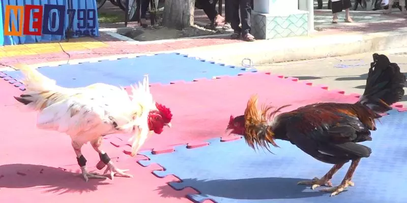 Đá Gà Tre NEO79 – Trải Nghiệm Mới Với Trò Chơi Truyền Thống 4 Update luật chơi chuẩn