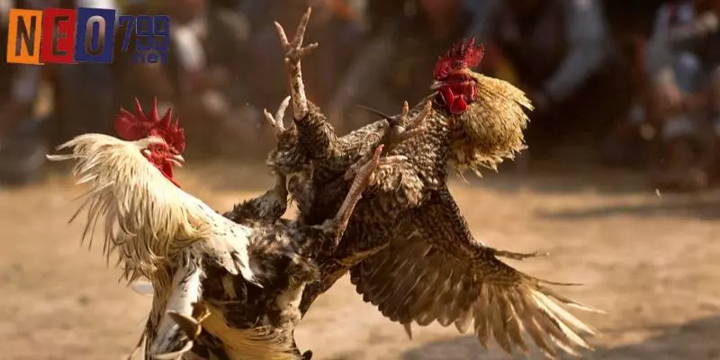 Trải Nghiệm Xem Đá Gà Trực Tiếp Đỉnh Cao Tại NEO79 3 Các sản phẩm đá gà online dễ thấy trên hệ thống