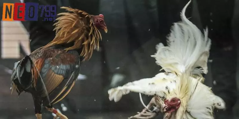 Trải Nghiệm Xem Đá Gà Trực Tiếp Đỉnh Cao Tại NEO79 4 Khi cá cược đá gà trực tiếp cần update thông tin mới