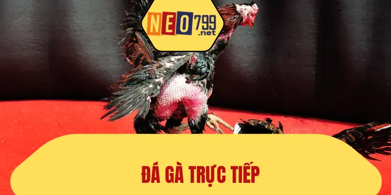 Trải Nghiệm Xem Đá Gà Trực Tiếp Đỉnh Cao Tại NEO79 1 Đá Gà Trực Tiếp